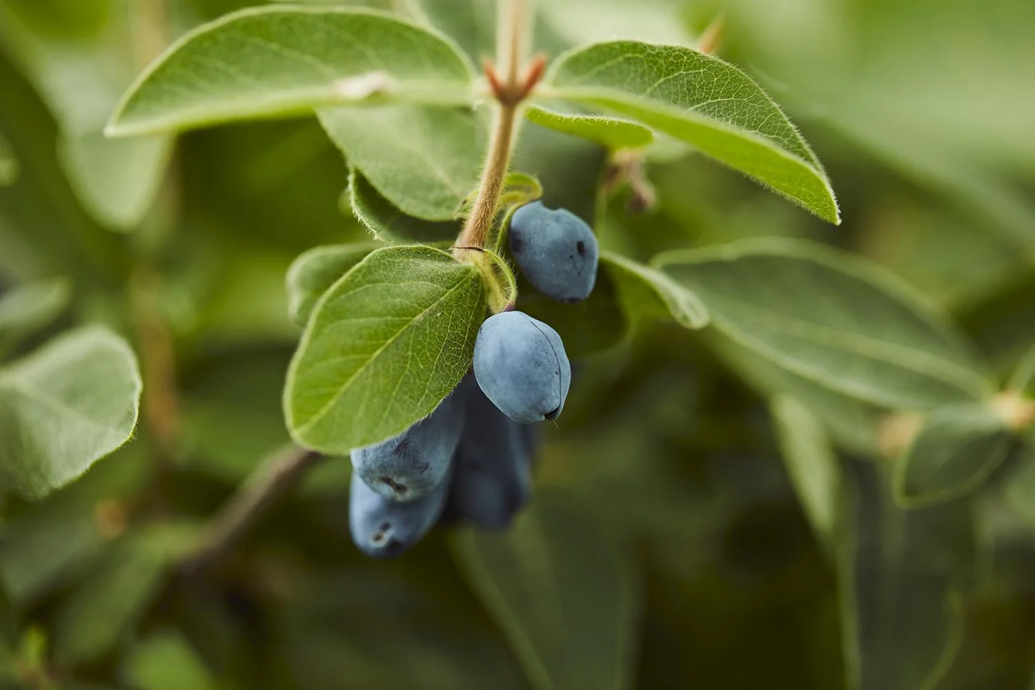 Wholesale Haskap and Honeyberry Plants